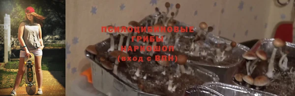 прущие грибы Бронницы